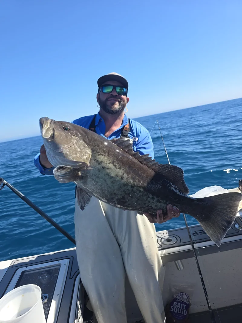 Bearded man in bibs holding a large gag grouper across his body on a boat in open water